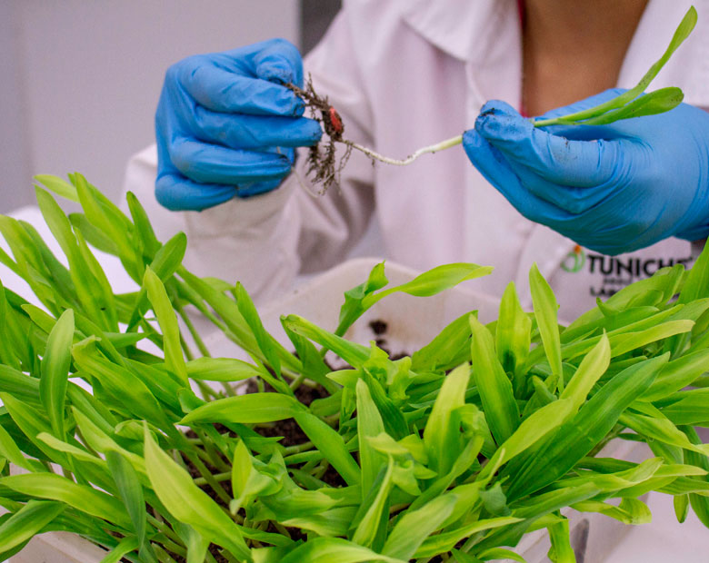 Laboratorio de Semillas Tuniche