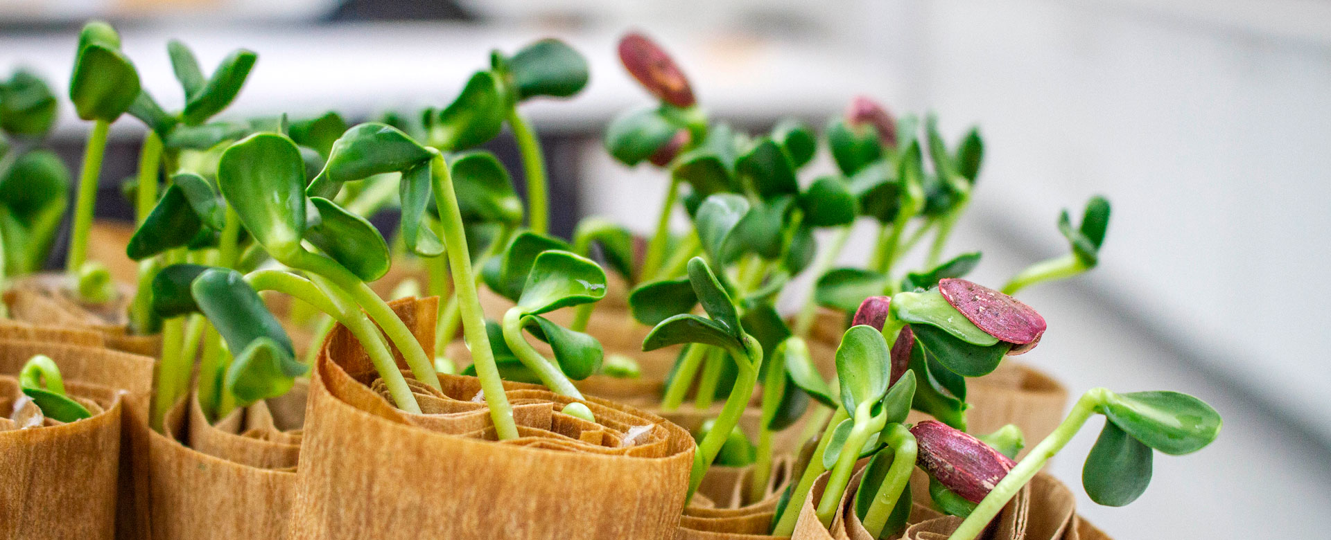 Laboratorio de Semillas Tuniche